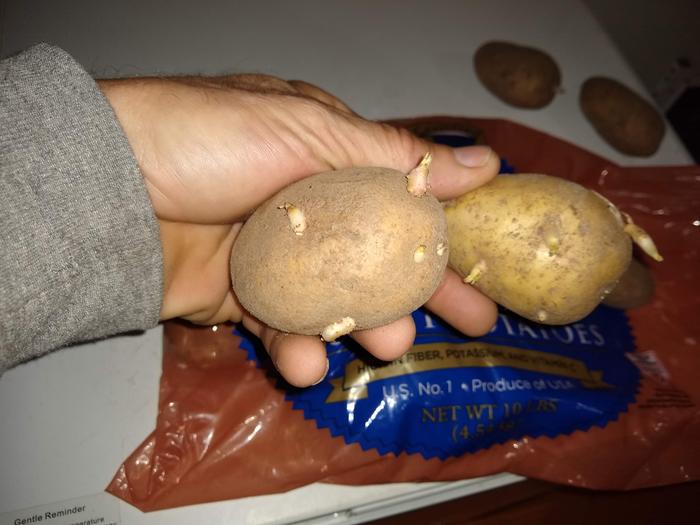 potato sprouts