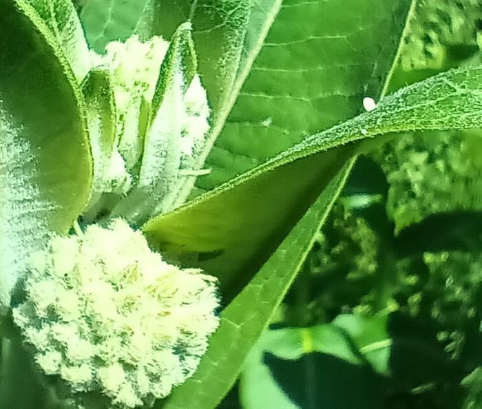 Monarch egg on milkweed 