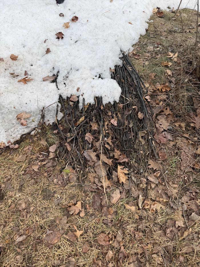 Coming out of the snow