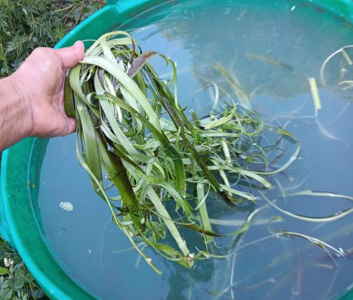 Milkweed green bark for fiber