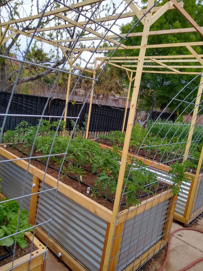 Lower and lean trellis for tomatoes.