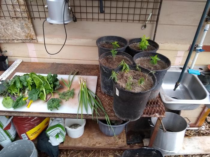 My outdoor prep/kitchen area. Lots of leafy greens for dinner.