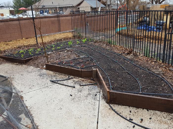 So here are the shallower beds with the mostly wood chips I made last year.