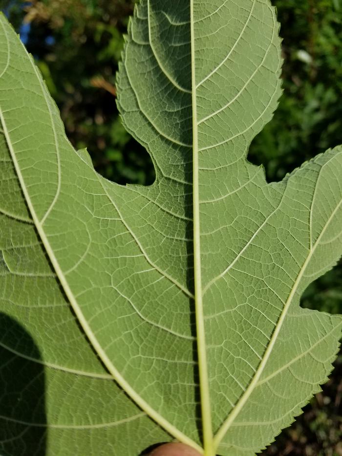 mulberry leaf