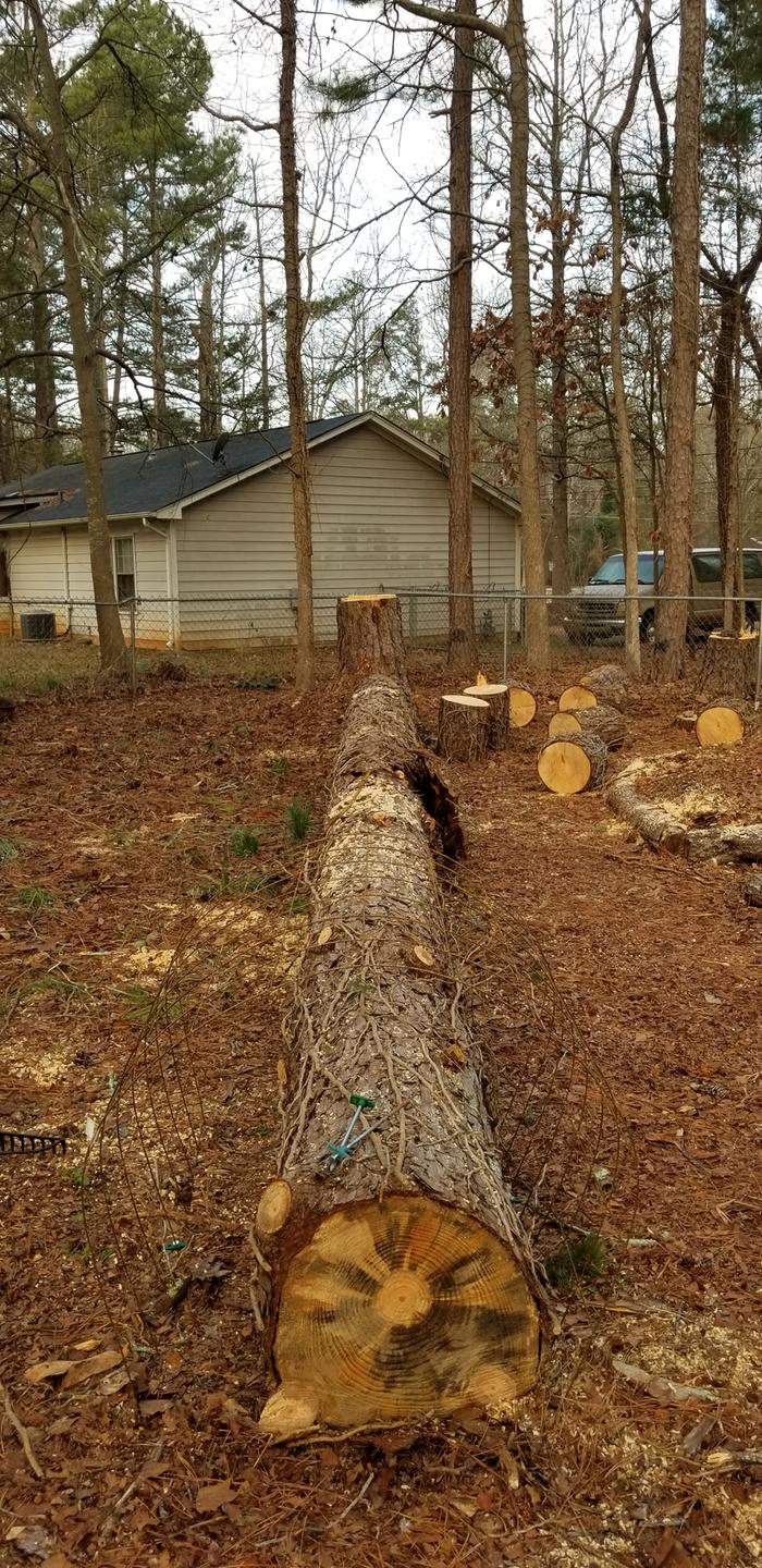 Dead log lying East-West