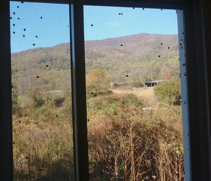 Asian Ladybugs on kitchen window