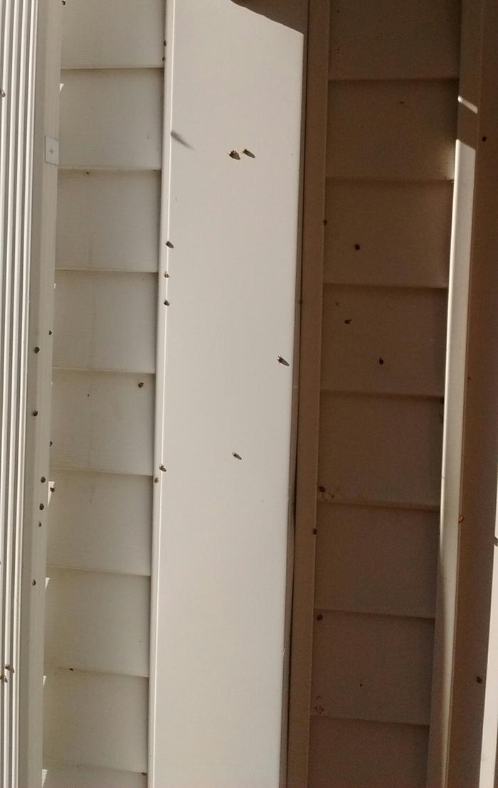 Asian Ladybugs on side of house