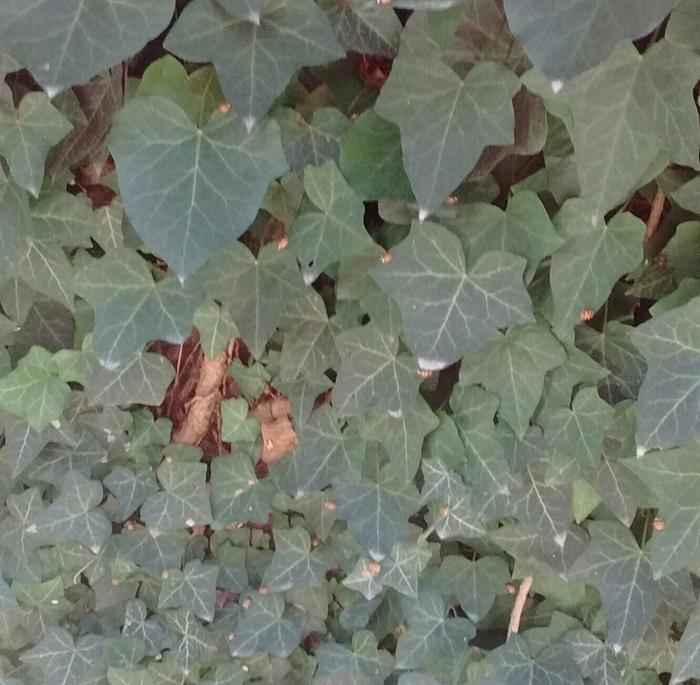 Asian Ladybugs in the ivy