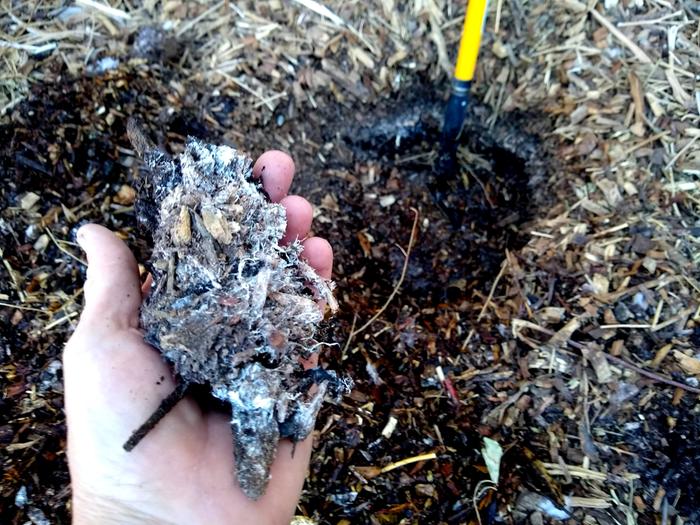 The band of fungi can be seen in the hole behind the pitchfork. 