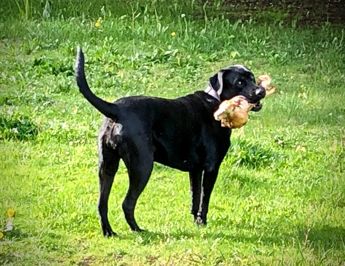 dog with big bone