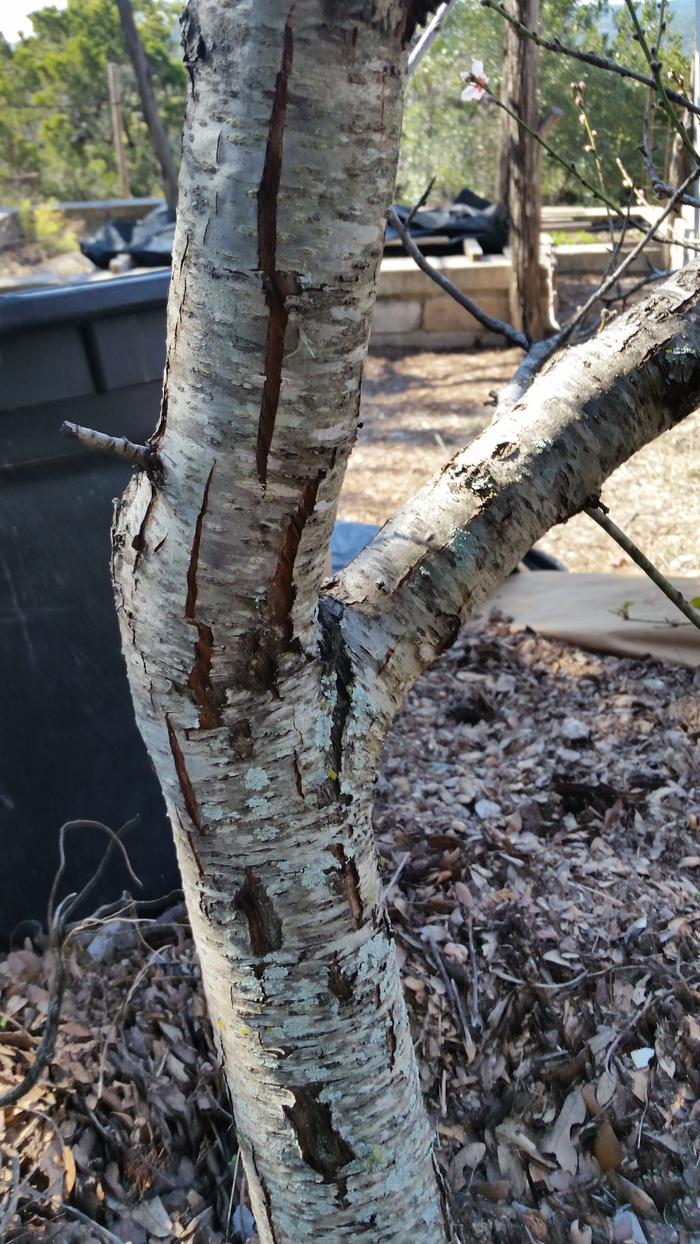 vertical cracks on peach tree