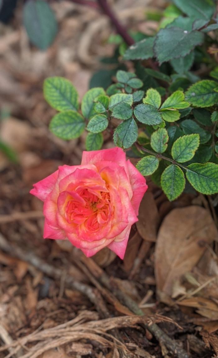 Rose blooming in February