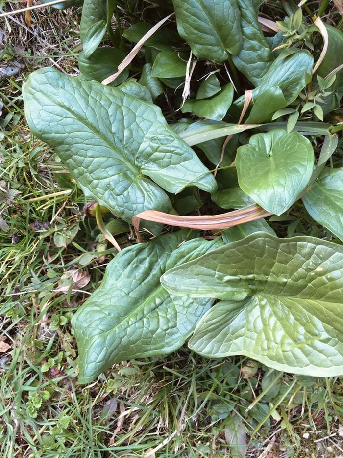 Looks great, but not a clue what it is!