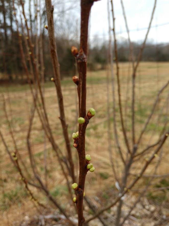 [Thumbnail for plum-tree-buds.jpg]