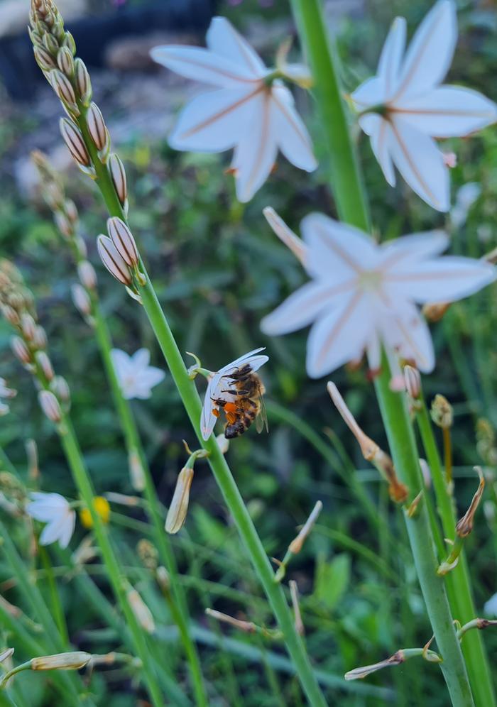 Bees and other welcome visitors are out in abundance!