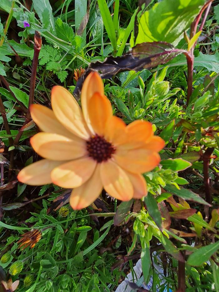 Lots of osteospermum of all different colours, but this is my favourite 