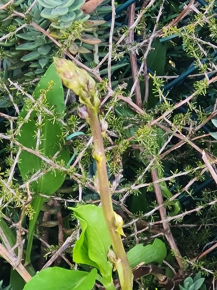 A spring treat... wild asparagus 