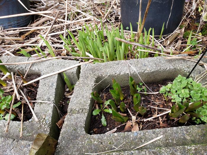 Spring is springing forth!