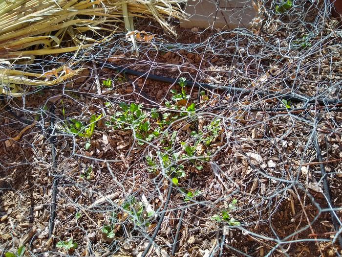 Cilantro weed volunteers.