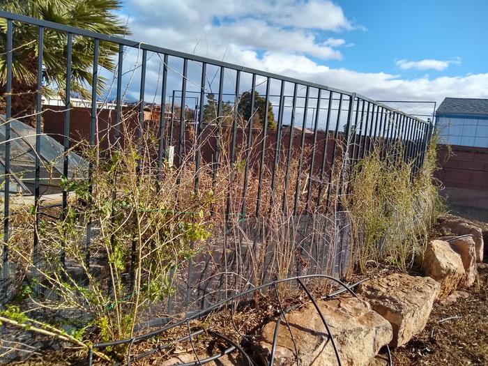 Different varieties of goji berry along the fence, some went dormant, some haven't yet....yet.