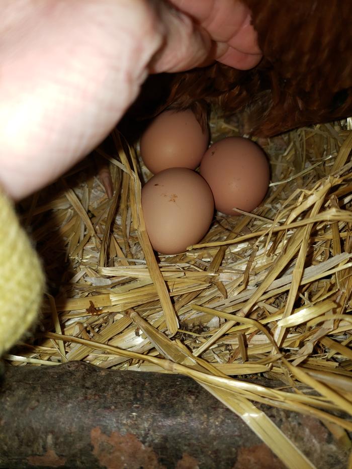 Eggs in the nest (despite her attempts to cover then)