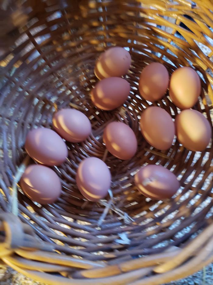 Basket of eggs