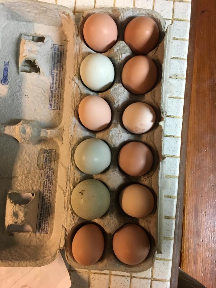 12 eggs collected