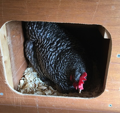 Chicken in a Nest