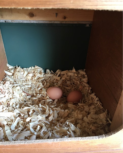 Eggs in a Nest