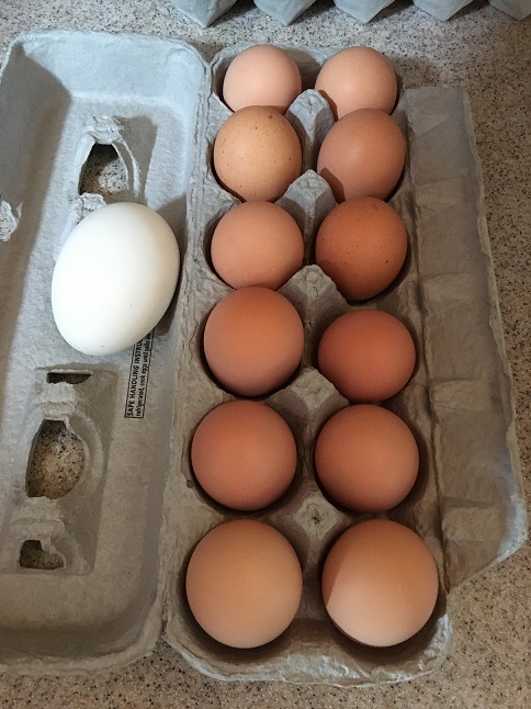 Gathered Eggs