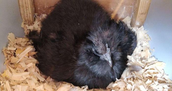 Broody silkie