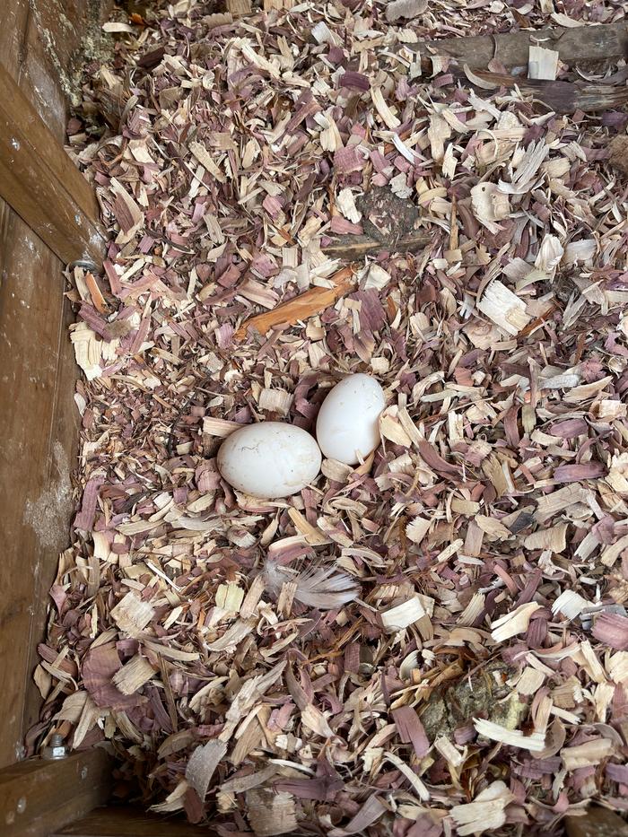 two duck eggs in a box