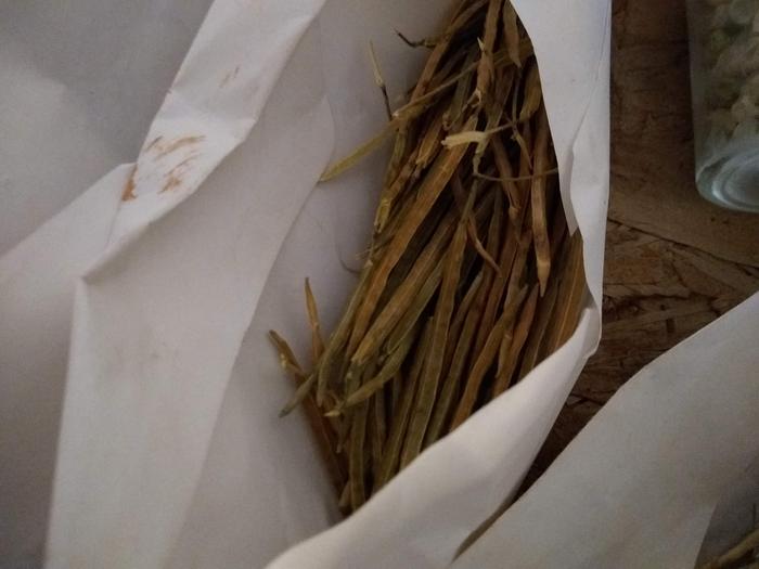 This is how a lot of it looks when I save it. From plant to envelope to freezer. Break pods open, get seeds, plant