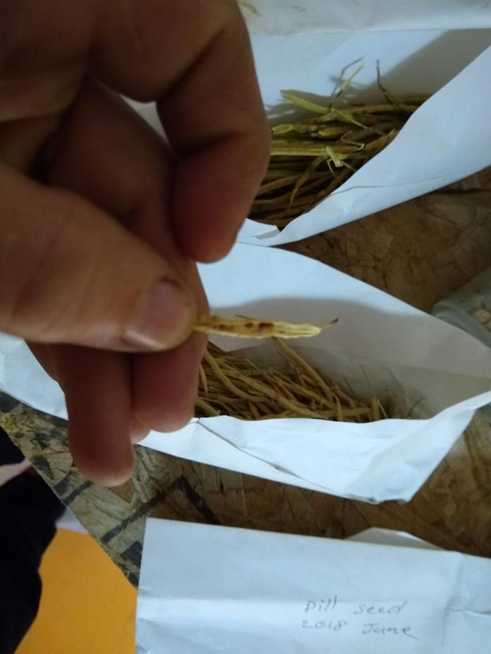 Bad picture of seeds inside pod.