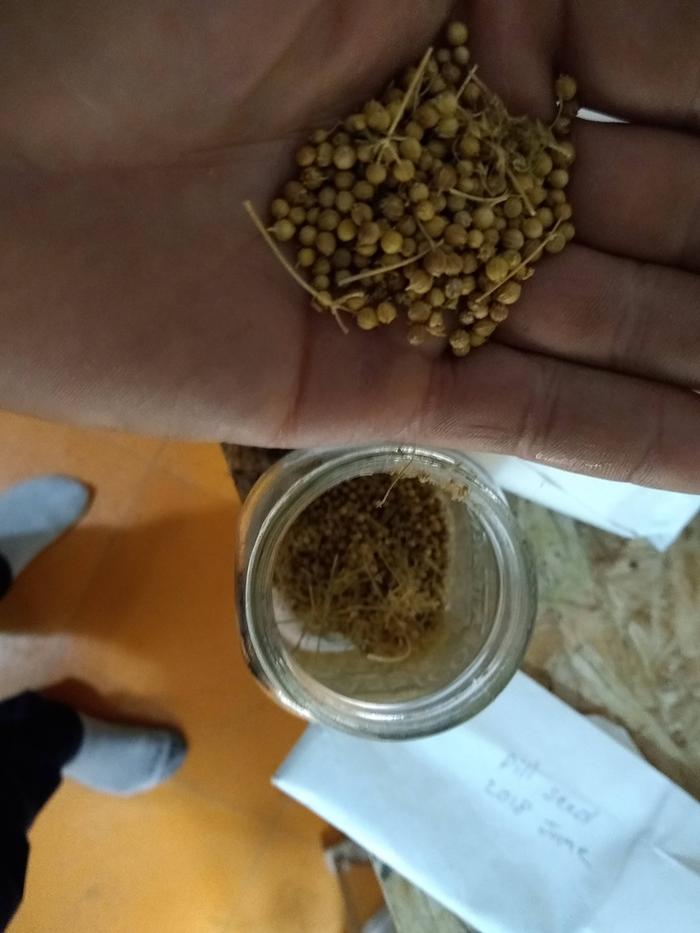 Cilantro/coriander.