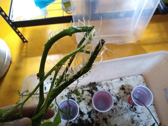 One week's worth of growth. Off topic, but fun!
