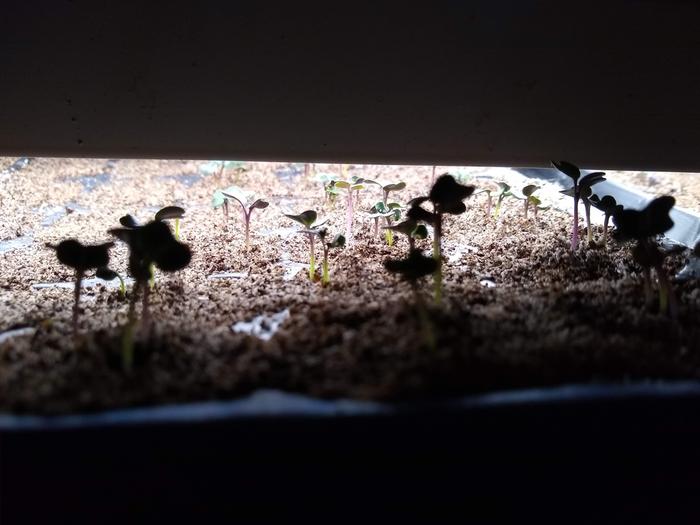 Dino Kale planted a week ago as of today