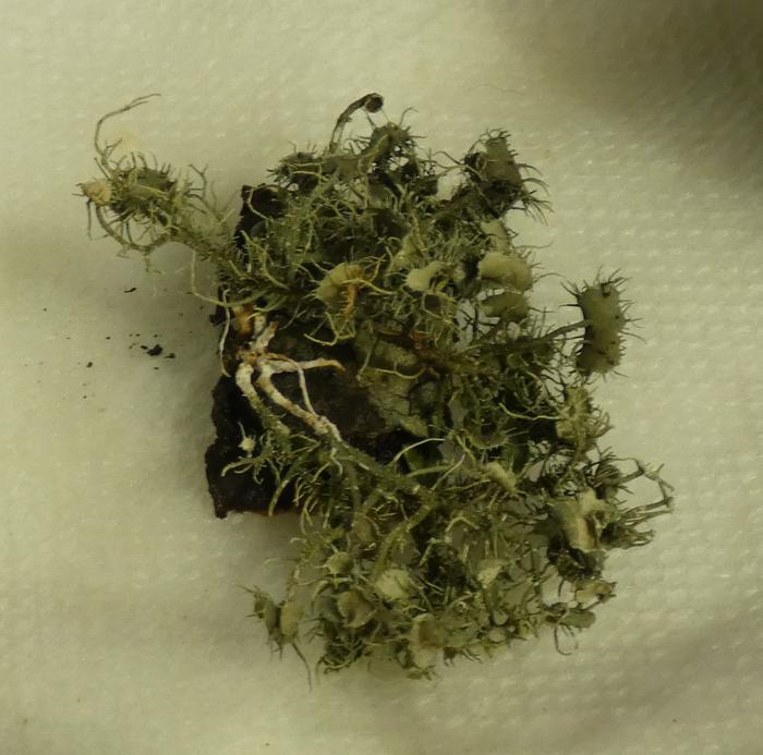 [Thumbnail for Saprophyte.JPG]