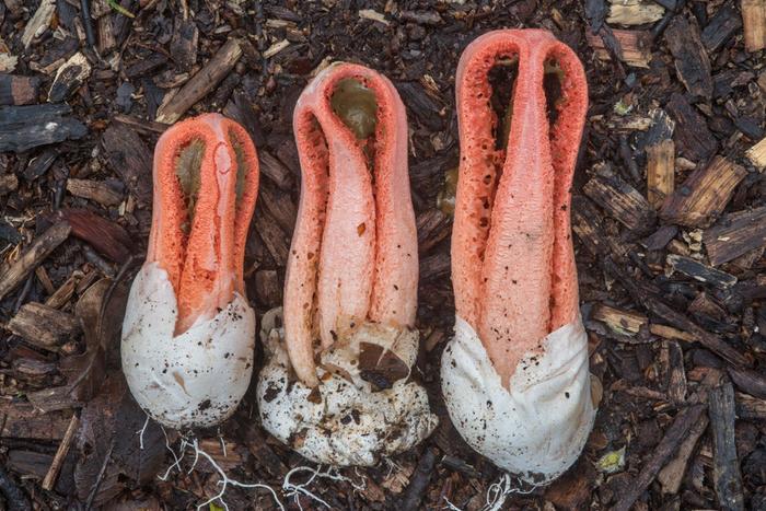 Clathrus columnatus