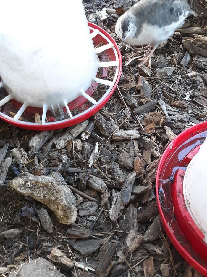 dirty feeder and water, damp floor