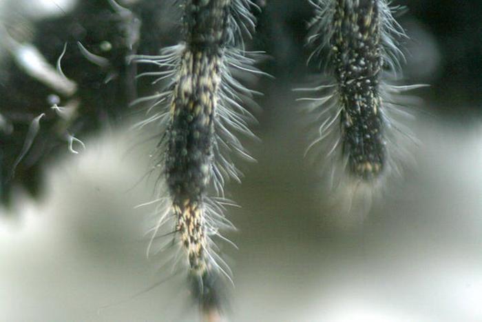 [Thumbnail for Hairy-spider-legs.jpg]