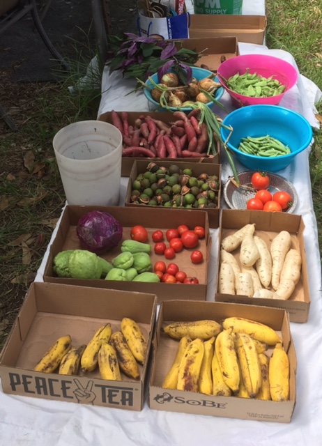 Garden harvest