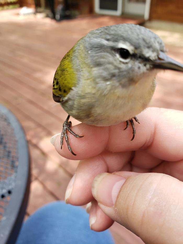 Lil bird, who knocked himself out, on our deck. Visited with me about 10 minutes after he came to, before flying to a nearby tree