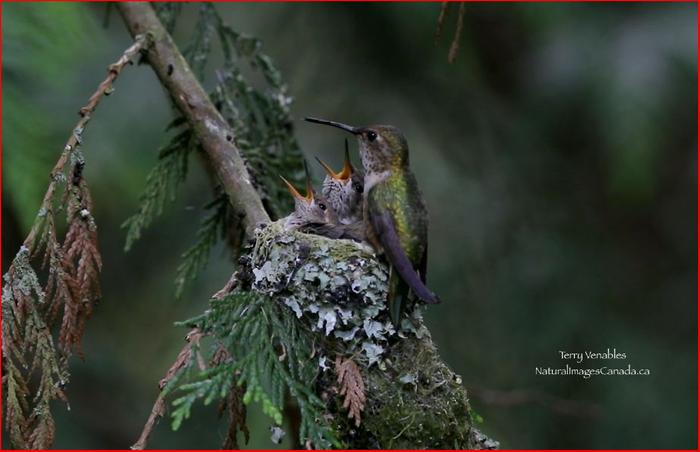 [Thumbnail for 2020-Rufous-Hummingbirds-beside-house.JPG]