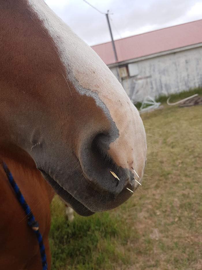 Curiosity poked the horse