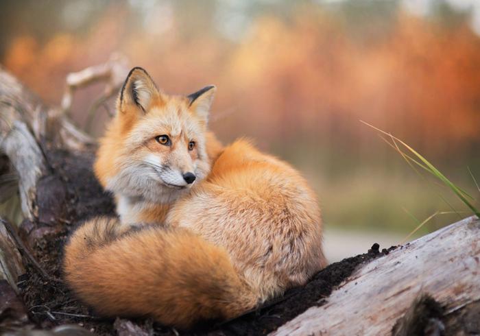 Red Fox