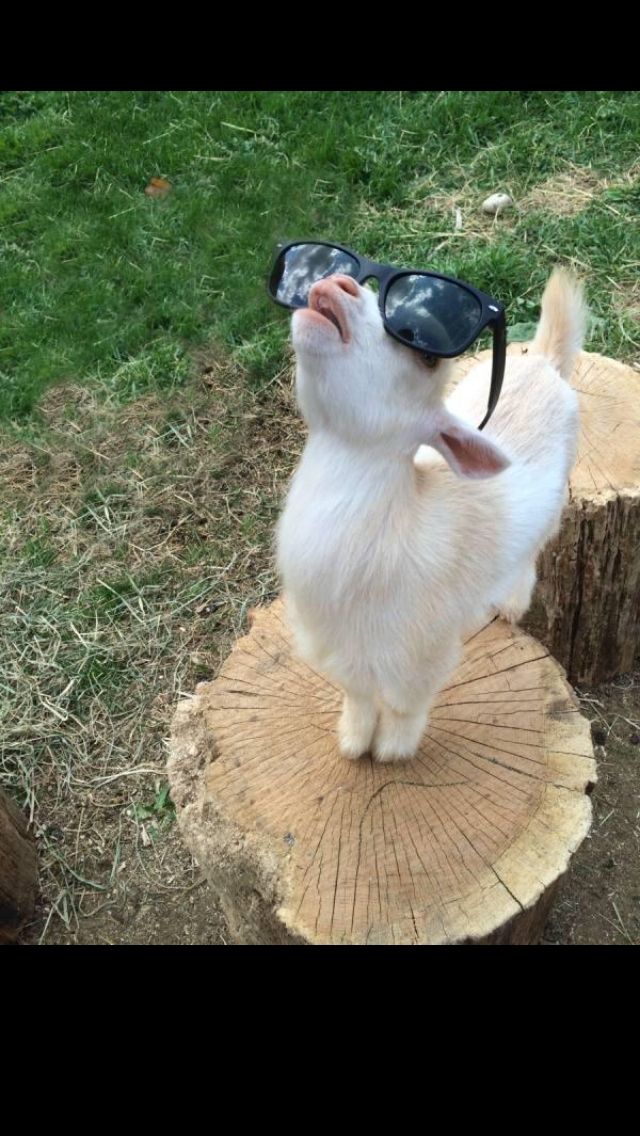 [Thumbnail for c83ffaa70fd7cbcf0c15c0e59e05fba3-sunglasses-goats.jpg]