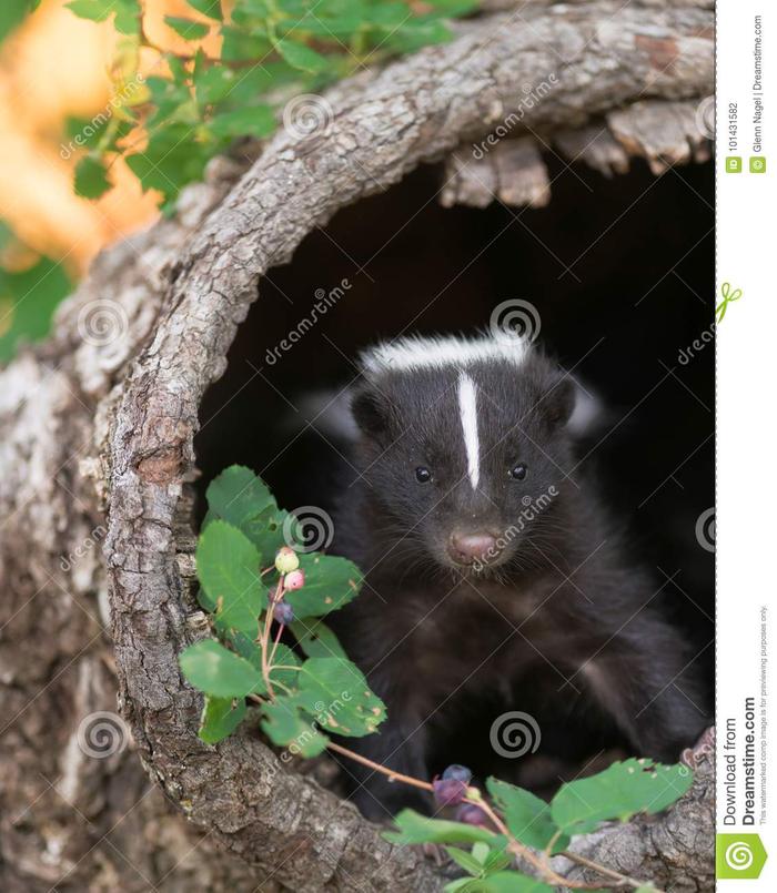 [Thumbnail for skunk-peeking-out-hollow-tree-stump-forest-skunk-101431582.jpg]