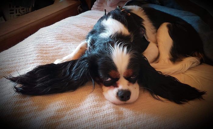Charlie is NO' amuuzed.