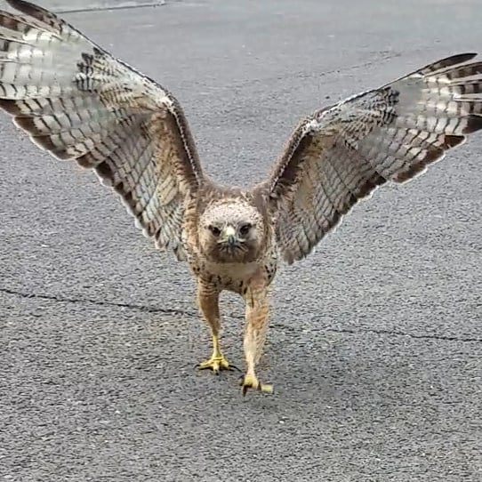 [Thumbnail for job-hawk.jpg]